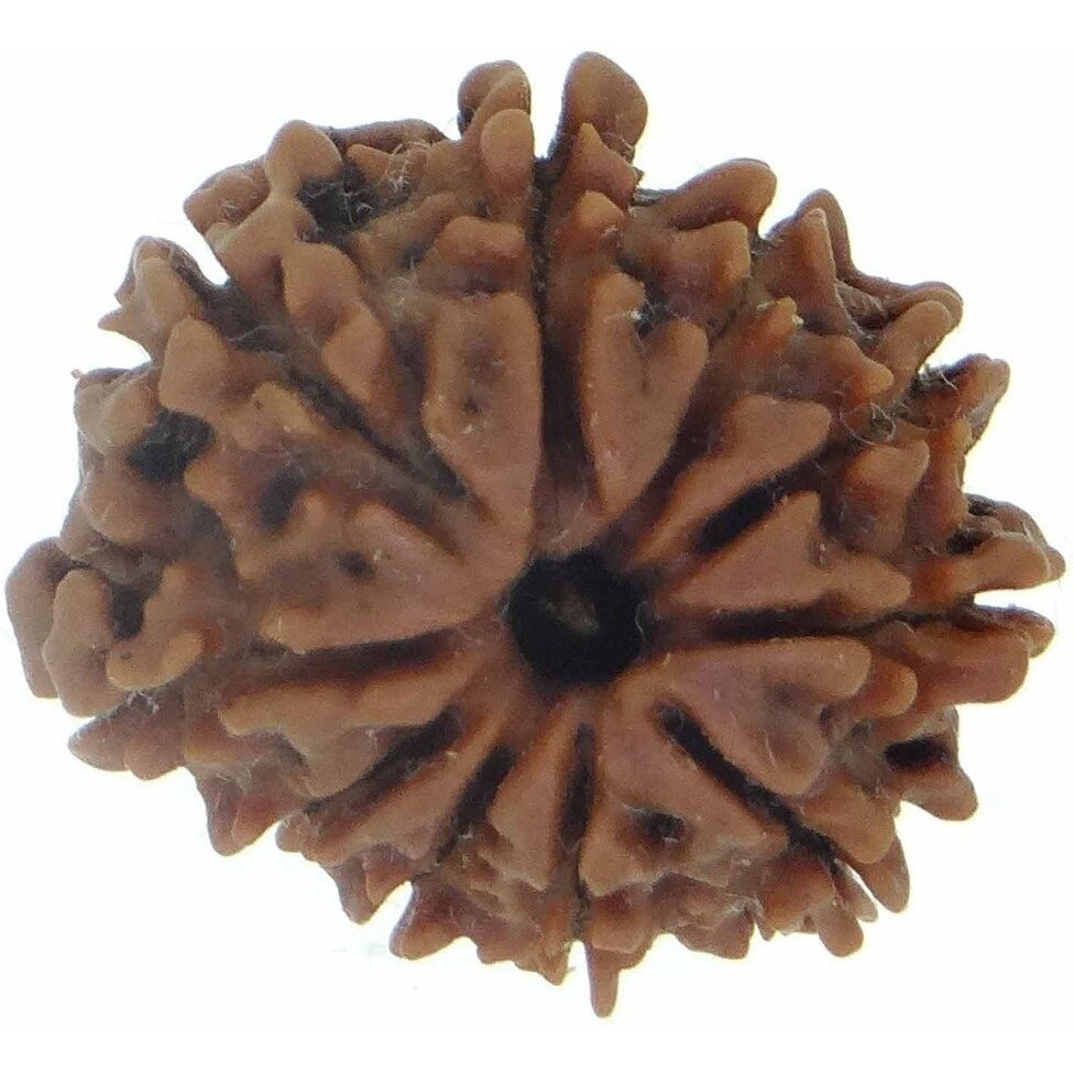 Arihant Gems & Jewels 10 Mukhi/Faced Nepali Rudraksha | Natural & Certified | Astrological Ten Mukhi/Faced Rudraksha | Positive Effect | Unisex Both for Men & Women (Brown,20-24 mm)