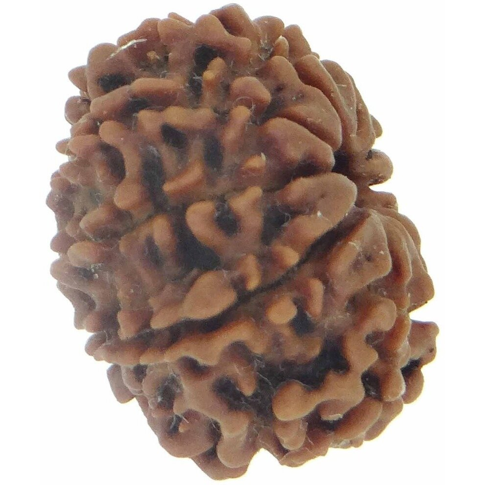Arihant Gems & Jewels 10 Mukhi/Faced Nepali Rudraksha | Natural & Certified | Astrological Ten Mukhi/Faced Rudraksha | Positive Effect | Unisex Both for Men & Women (Brown,20-24 mm)