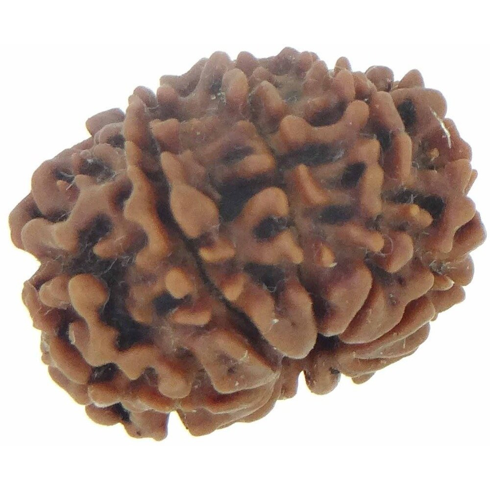 Arihant Gems & Jewels 10 Mukhi/Faced Nepali Rudraksha | Natural & Certified | Astrological Ten Mukhi/Faced Rudraksha | Positive Effect | Unisex Both for Men & Women (Brown,20-24 mm)