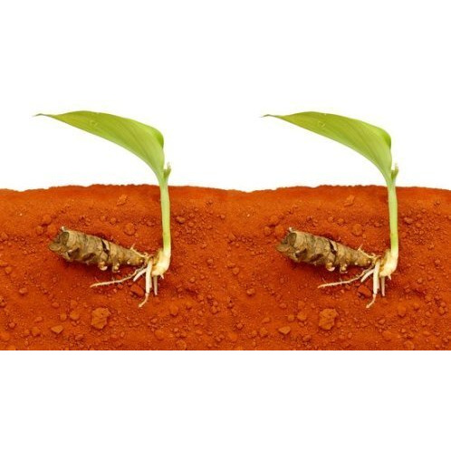 Organic Kisan Turmeric Seeds (Turmeric Roots) for Planting - 500gm
