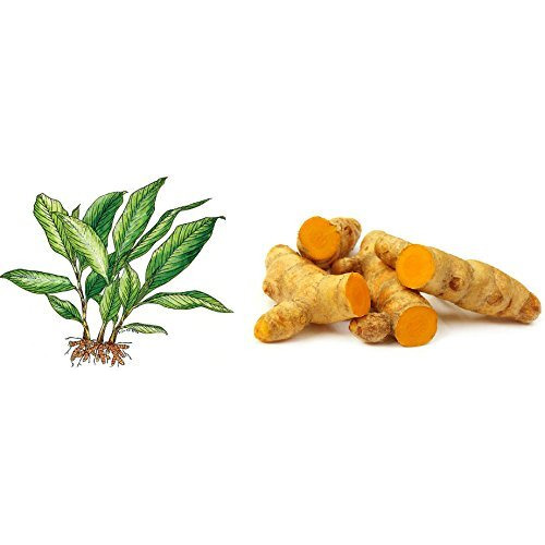Organic Kisan Turmeric Seeds (Turmeric Roots) for Planting - 500gm