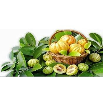 Korahs Agro Foods | Kudampuli/Malabar Tamarind/Garcinia Cambogia/Brindle Berry - 250g (Pack of 2)