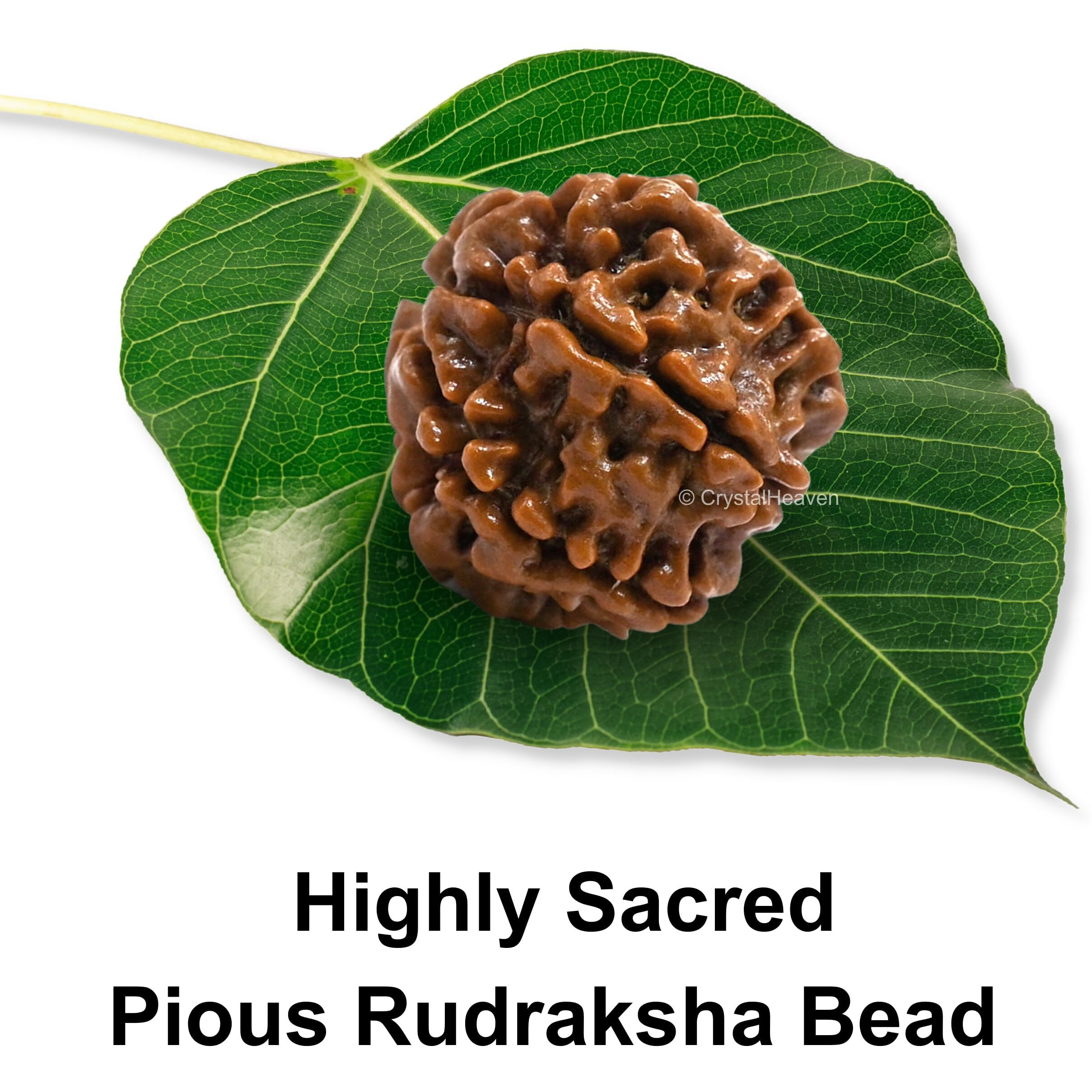 Crystal Heaven 7 Mukhi Rudraksha Original Certified Bead - Natural Nepali 7 Mukhi Rudraks For Meditation And Prayer, Protection, Chakra Balancing, Spiritual Growth And Diy Pooja Supplies
