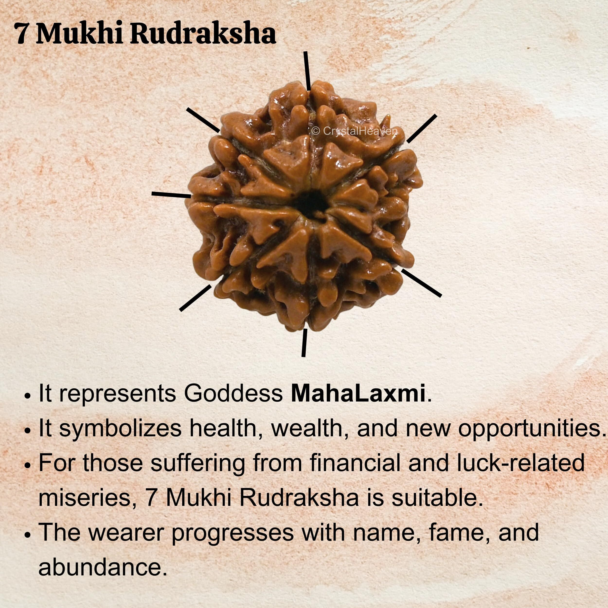 Crystal Heaven 7 Mukhi Rudraksha Original Certified Bead - Natural Nepali 7 Mukhi Rudraks For Meditation And Prayer, Protection, Chakra Balancing, Spiritual Growth And Diy Pooja Supplies