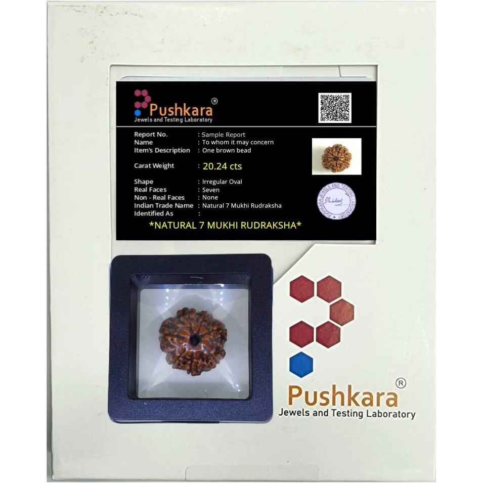PUSHKARA NATURAL 7 MUKHI RUDRAKSHA CERTIFIED - NEPAL | BROWN | PJTL7M01