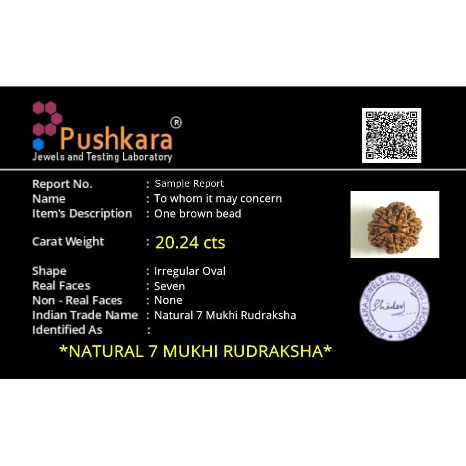 PUSHKARA NATURAL 7 MUKHI RUDRAKSHA CERTIFIED - NEPAL | BROWN | PJTL7M01