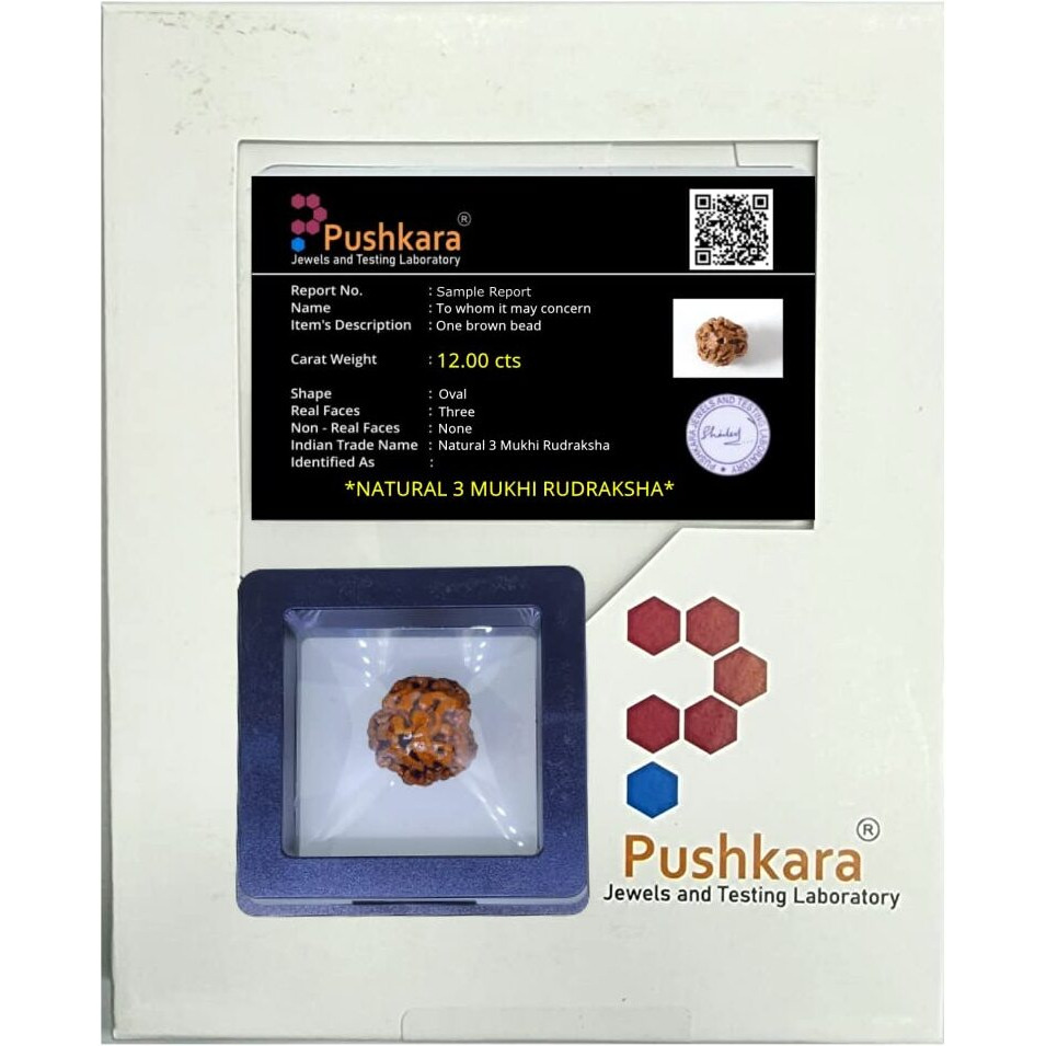 PUSHKARA NATURAL 3 MUKHI RUDRAKSHA CERTIFIED - NEPAL | BROWN | PJTL3M01