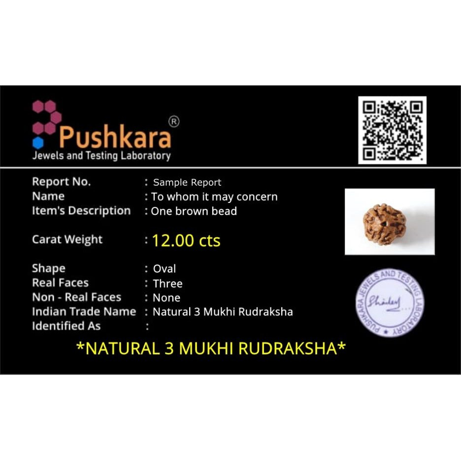 PUSHKARA NATURAL 3 MUKHI RUDRAKSHA CERTIFIED - NEPAL | BROWN | PJTL3M01