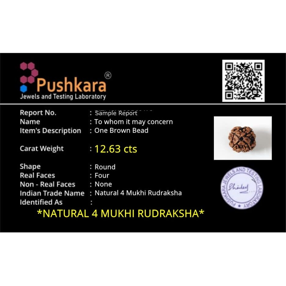 PUSHKARA NATURAL 4 MUKHI RUDRAKSHA CERTIFIED - NEPAL | BROWN | PJTL4M01