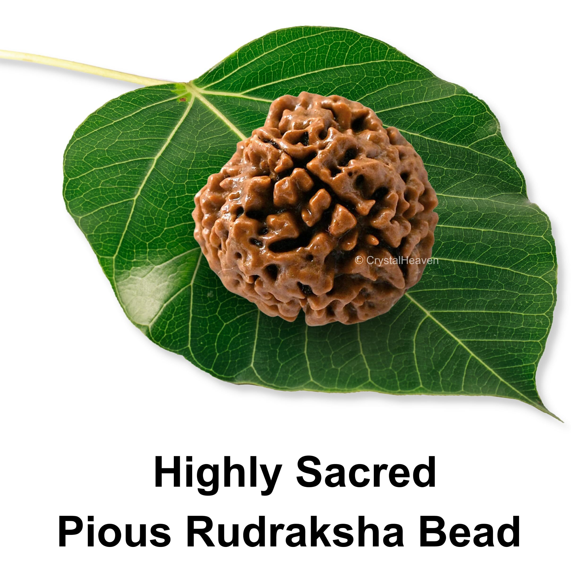Crystal Heaven 4 Mukhi Rudraksha Original Certified Bead - Natural Nepali 4 Mukhi Rudraks For Meditation And Prayer, Chakra Balancing, Spiritual Growth And Diy Pooja Supplies