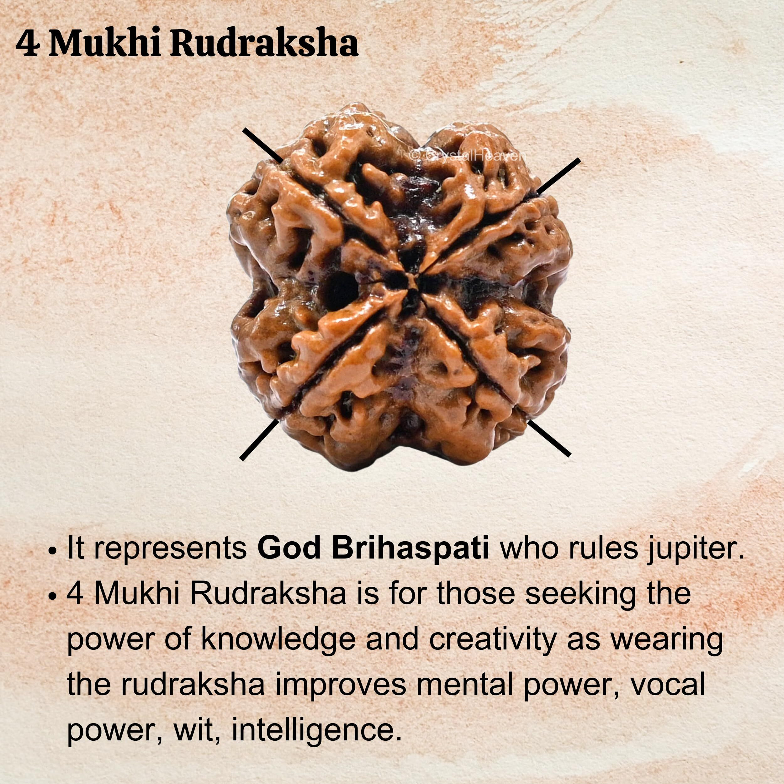Crystal Heaven 4 Mukhi Rudraksha Original Certified Bead - Natural Nepali 4 Mukhi Rudraks For Meditation And Prayer, Chakra Balancing, Spiritual Growth And Diy Pooja Supplies