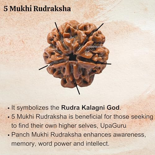 Crystal Heaven 5 Mukhi Rudraksha Original Certified Bead - Natural Nepali 5 Mukhi Rudraks For Meditation And Prayer, Protection, Chakra Balancing, Spiritual Growth And Diy Pooja Supplies