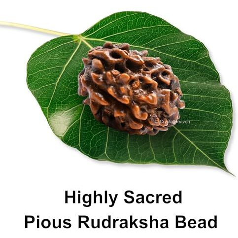 Crystal Heaven 3 Mukhi Rudraksha Original Certified Bead - Natural Indian 3 Mukhi Rudraks For Meditation And Prayer, Protection, Chakra Balancing, Spiritual Growth And Diy Pooja Supplies (3 Mukhi)