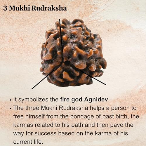 Crystal Heaven 3 Mukhi Rudraksha Original Certified Bead - Natural Indian 3 Mukhi Rudraks For Meditation And Prayer, Protection, Chakra Balancing, Spiritual Growth And Diy Pooja Supplies (3 Mukhi)
