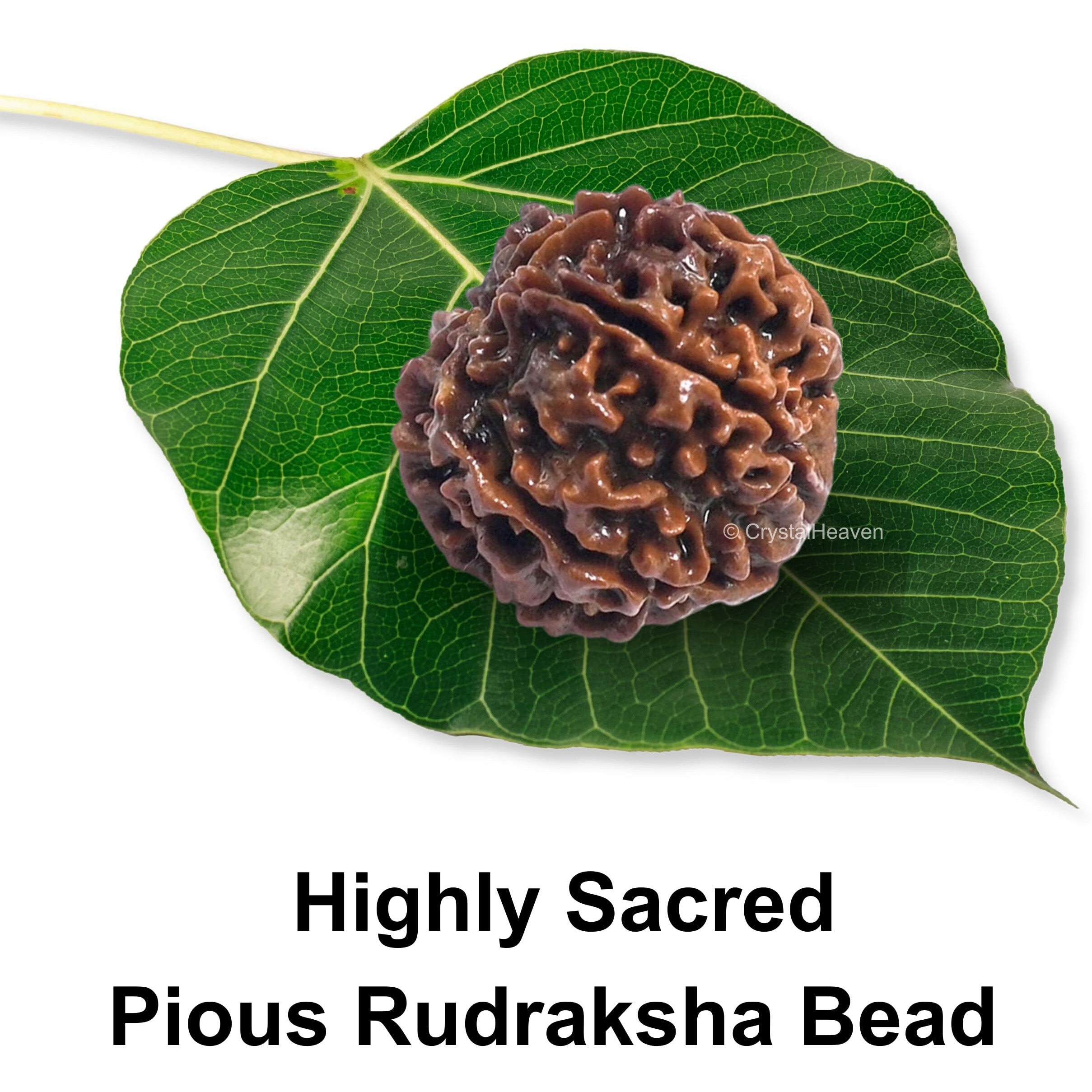 Crystal Heaven 6 Mukhi Rudraksha Original Certified Bead - Natural Nepali 6 Mukhi Rudraks For Meditation And Prayer, Protection, Chakra Balancing, Spiritual Growth And Diy Pooja Supplies