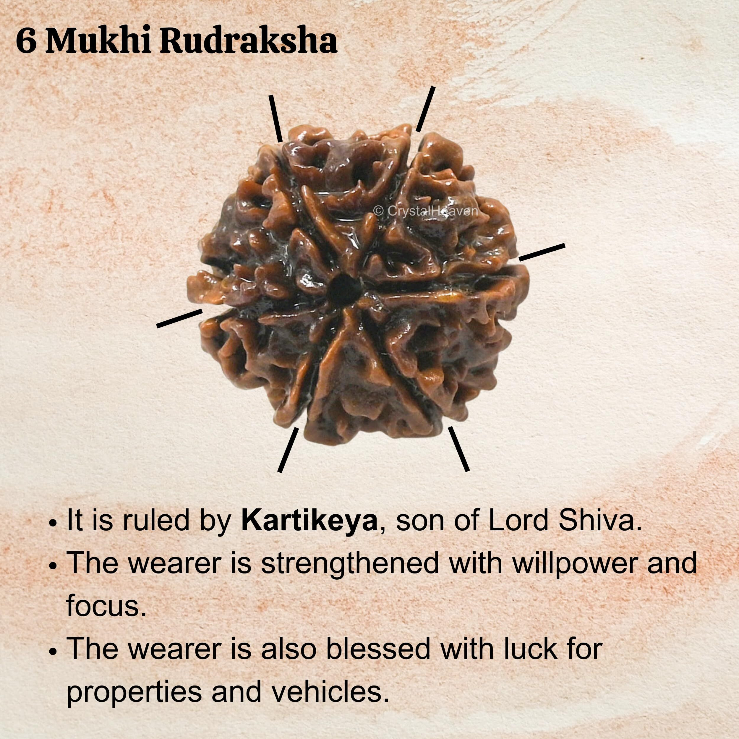 Crystal Heaven 6 Mukhi Rudraksha Original Certified Bead - Natural Nepali 6 Mukhi Rudraks For Meditation And Prayer, Protection, Chakra Balancing, Spiritual Growth And Diy Pooja Supplies
