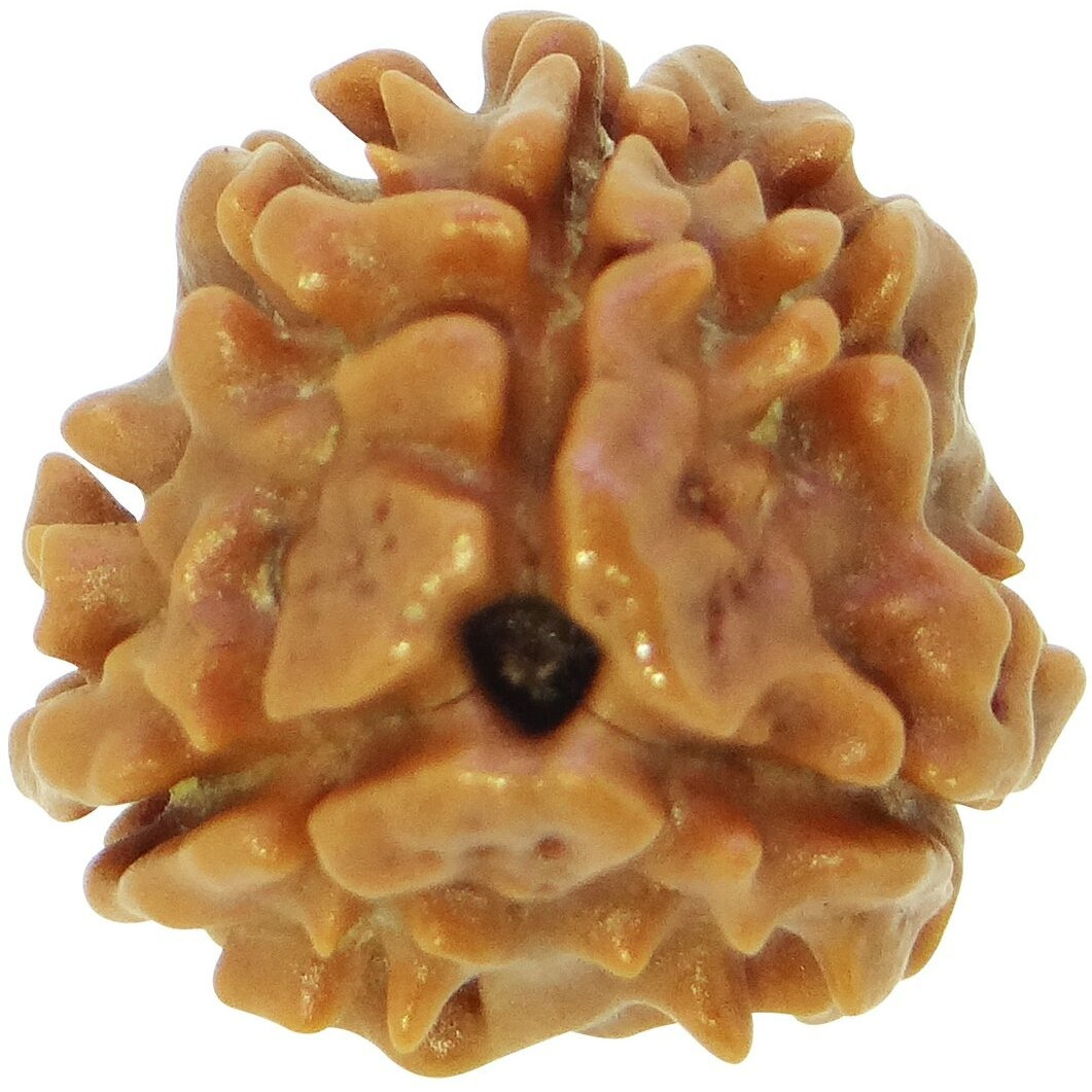 Arihant Gems & Jewels 3 Mukhi/Faced Nepali Rudraksha | Natural & Certified | Astrological Three Mukhi/Faced Rudraksha | Positive Effect | Unisex Both for Men & Women