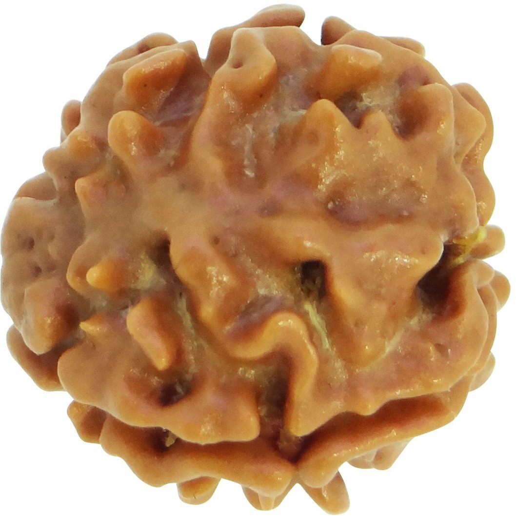 Arihant Gems & Jewels 3 Mukhi/Faced Nepali Rudraksha | Natural & Certified | Astrological Three Mukhi/Faced Rudraksha | Positive Effect | Unisex Both for Men & Women