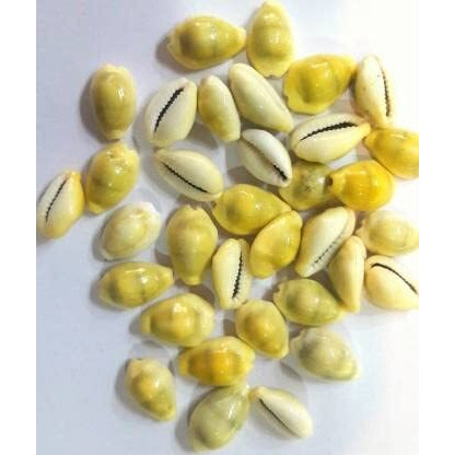 Yellow Lakshmi Kaudi | Peeli Kowdi Cowrie Vastu Shastra Remedies for Lakshmi & Diwali Pooja original Lakshmi Peelim Yellow Kawri Kodi Peeli Cowrie (Pack Of 11)