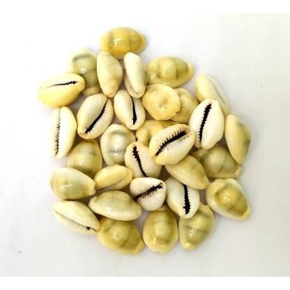 Yellow Lakshmi Kaudi | Peeli Kowdi Cowrie Vastu Shastra Remedies for Lakshmi & Diwali Pooja original Lakshmi Peelim Yellow Kawri Kodi Peeli Cowrie (Pack Of 11)