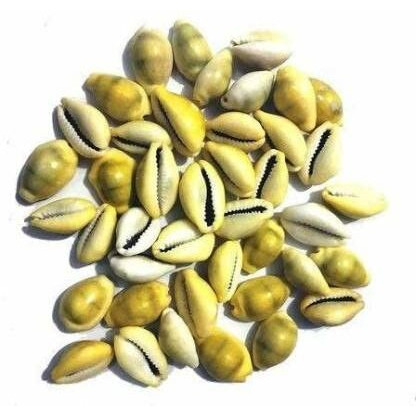 Yellow Lakshmi Kaudi | Peeli Kowdi Cowrie Vastu Shastra Remedies for Lakshmi & Diwali Pooja original Lakshmi Peelim Yellow Kawri Kodi Peeli Cowrie (Pack Of 11)