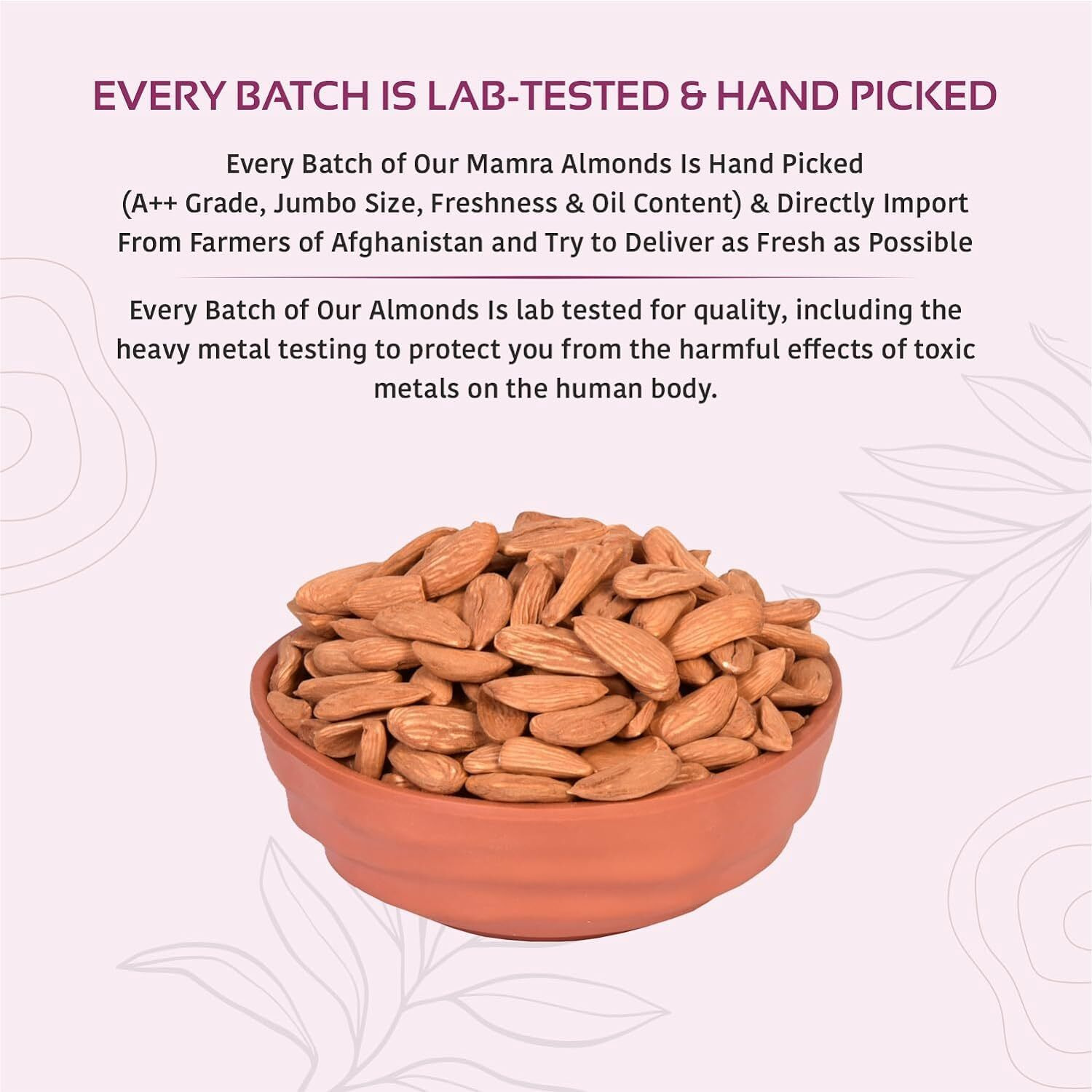 Nutty Organics Almonds Mamra - 250G (Grade A ++ Nuts, Premium,Rich In Oil, Imported) Richest Natural Source of Vitamins, Magnesium & Protien | Special Mamra Badam Giri