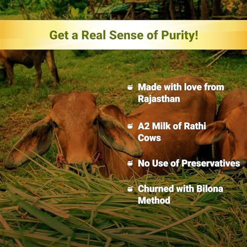 SUDHJI A2 Pure Ghee - 500 ML Glass Bottle | 100% Gir, Rathi and Sahiwal Cow Ghee | Vedic Bilona Method | Grassfed, Cultured, Premium & Traditional Ghee | Immunity Booster | Bhawan Award Winner