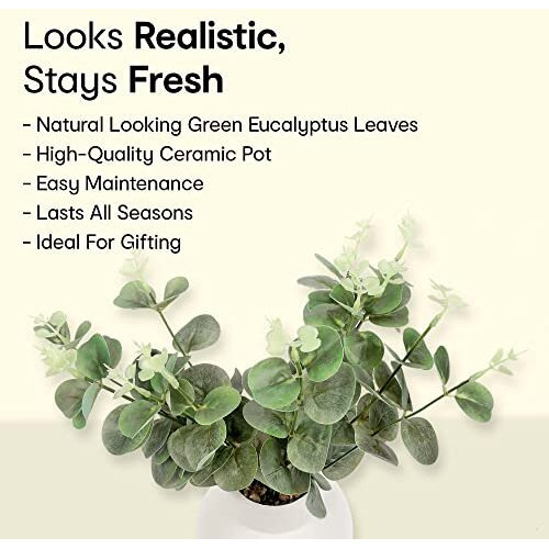 Anko Artificial Eucalyptus Plant with White Vase (Potted Plant) | Decorative Artificial Plant for Home, Office, Bedroom, Balcony, Living Room, Table | Natural Look Artificial Plant for Home Dcor