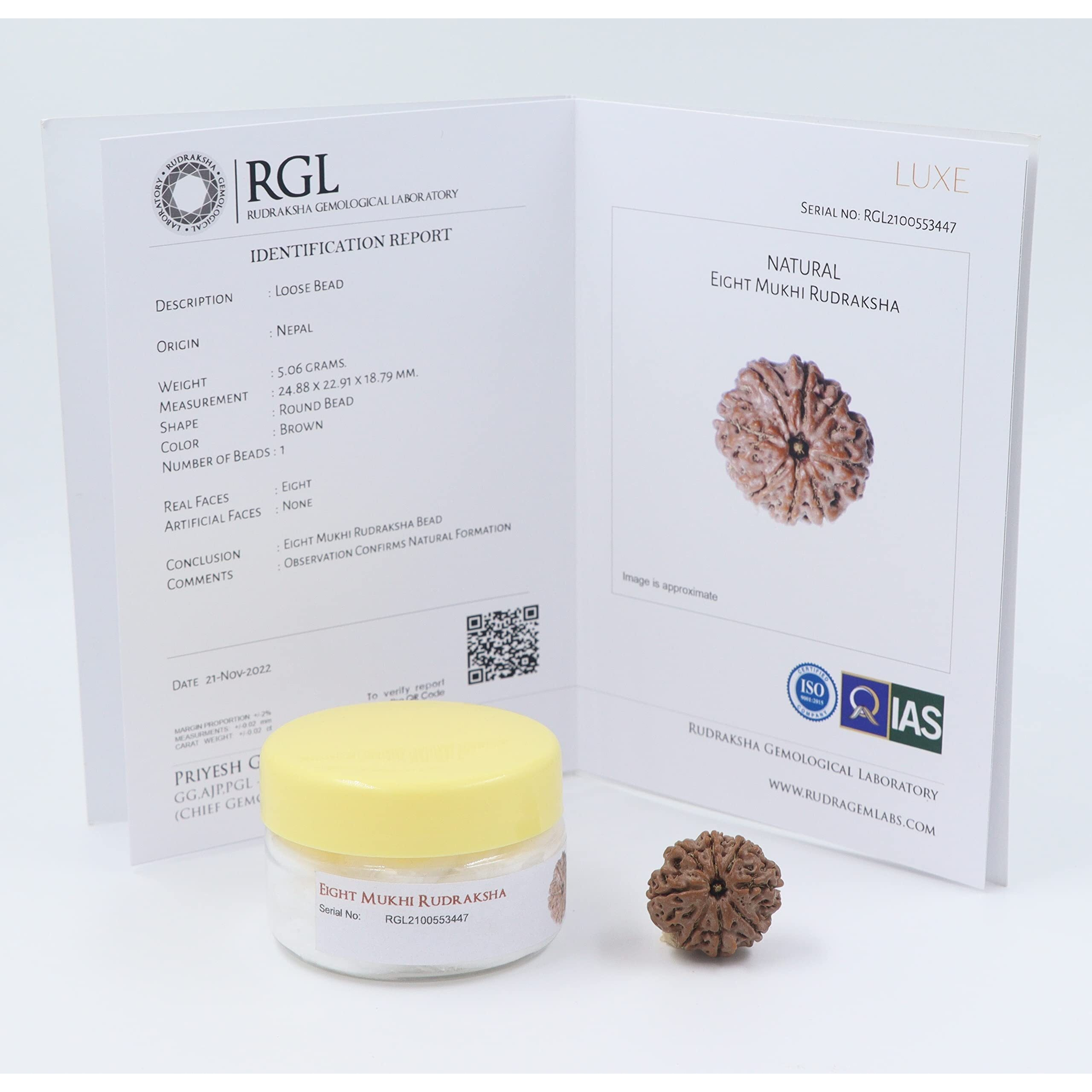 Shivaratna 8 Mukhi/ Eight Face Rudraksha With Certificate Of Authenticity (Elite Range) Collector Size