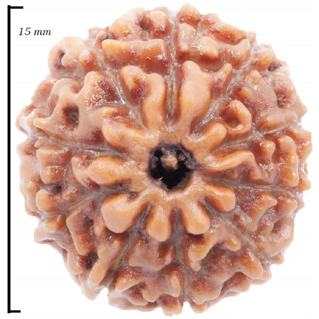 Shivaratna 10 Mukhi Rudraksha Made In Silver Metal Lab Certified (Origin - Java) Hand Picked Matured Rudraksha Bead