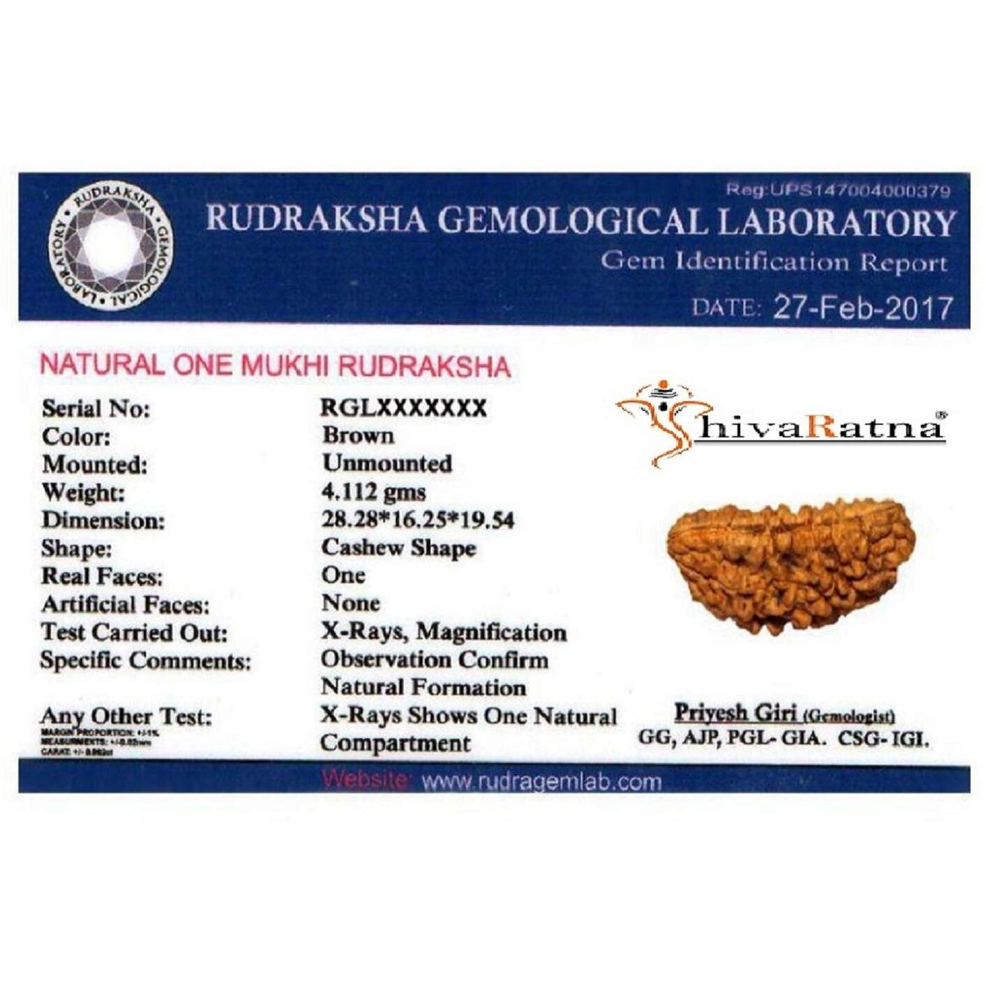 Shivaratna 1 Mukhi Rudraksha With Certificate Of Authenticity