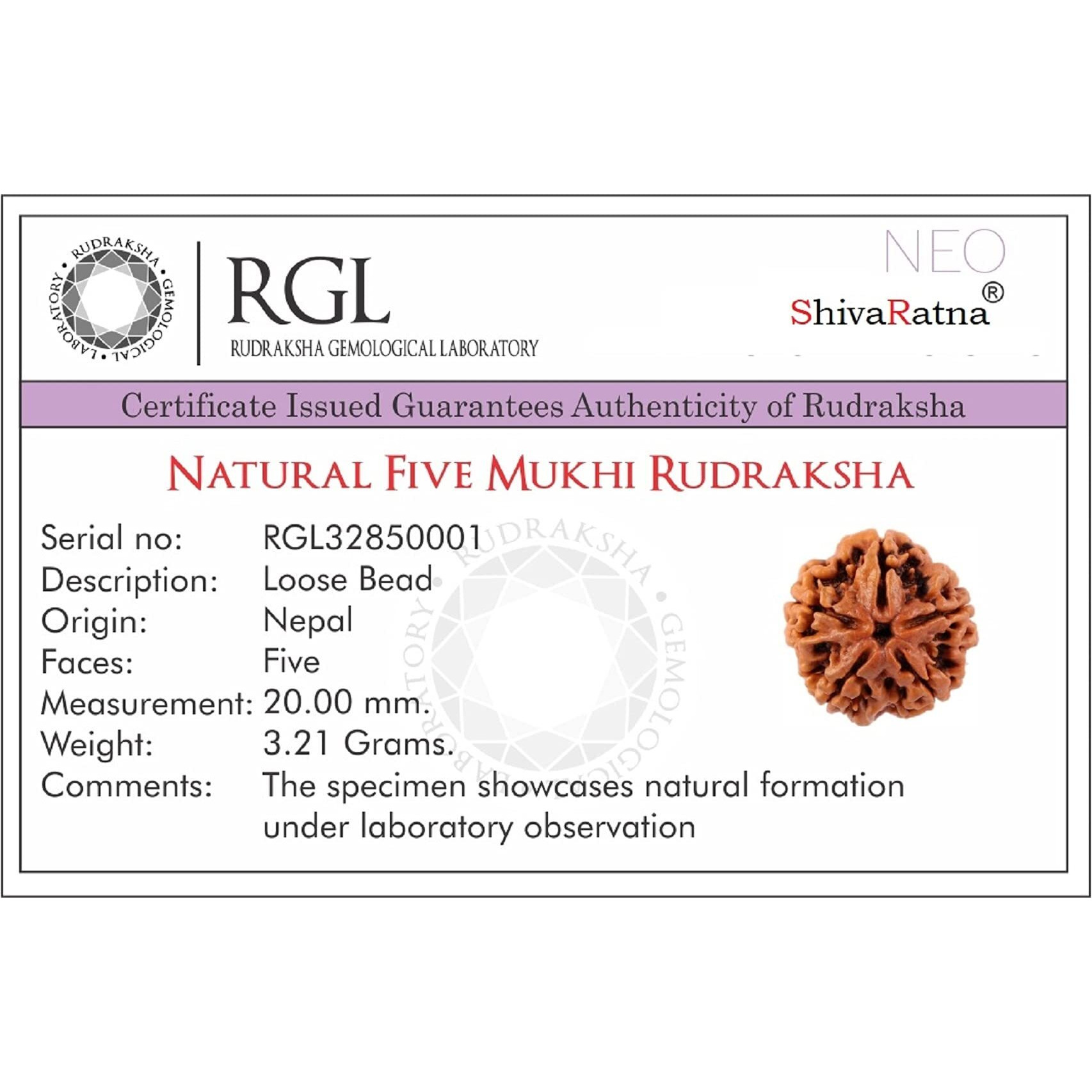 Shivaratna 5 Mukhi Lab Certified Rudraksha (Origin Nepal) Good Shape & Matured Bead