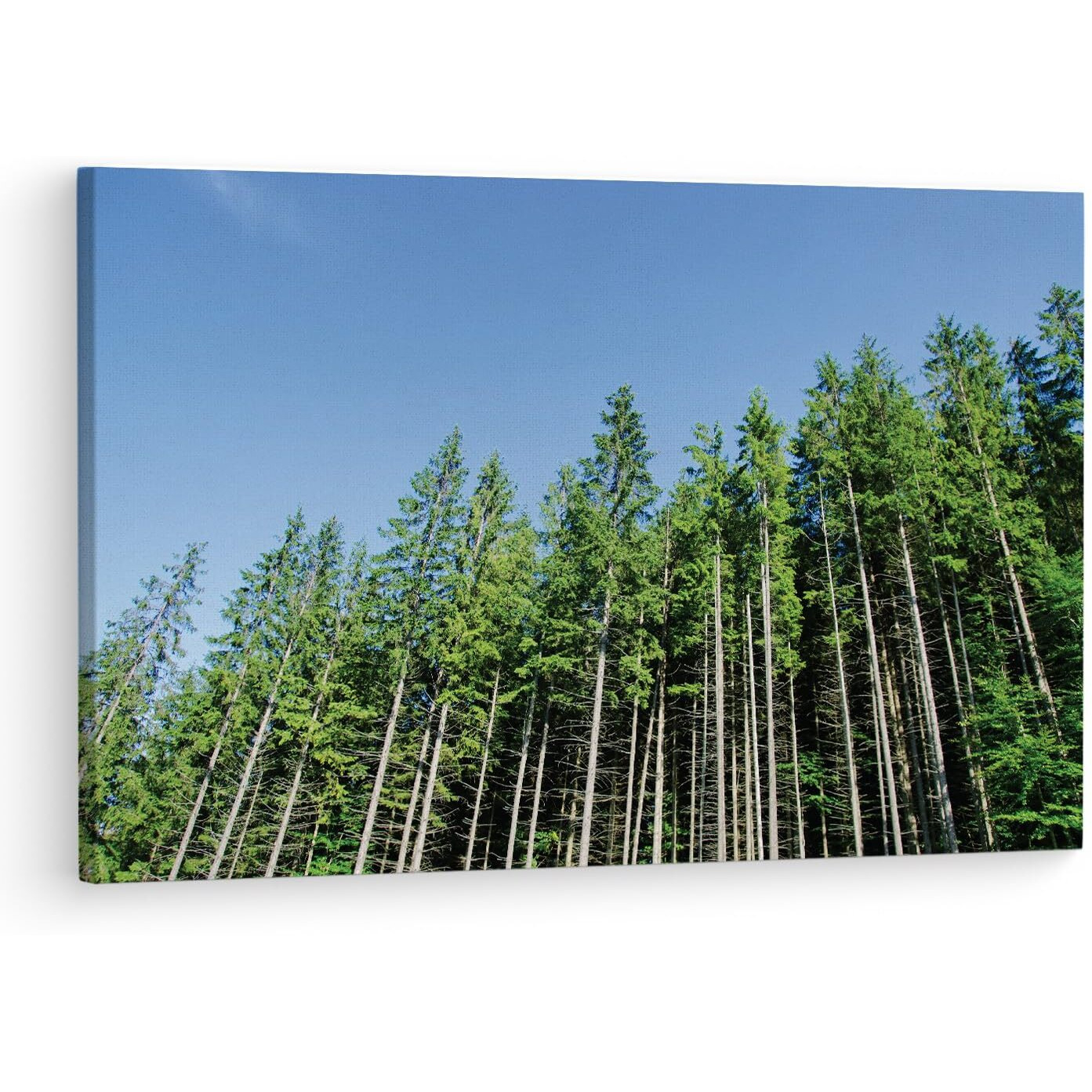 Truecanvas Pine Tree, Wooden Framed Canvas Paintings For Living Room | Bedroom | Office | Gallery | Ready Wall Mount Canvas Wall Art Painting | Size - 12 X 18In, Ct0859