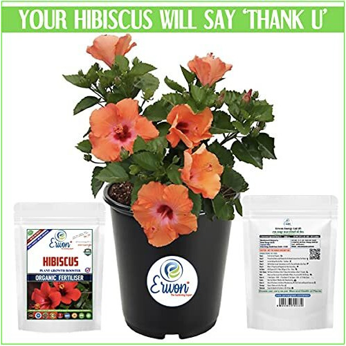 Erwon Hibiscus Plant Growth Booster, Premium Essential Powerful Organic Fertilizer For Overall Growth Of Hibiscus Plants, With Charged Micro-Organism And ++ Micronutrients. (900 Gm), Powder