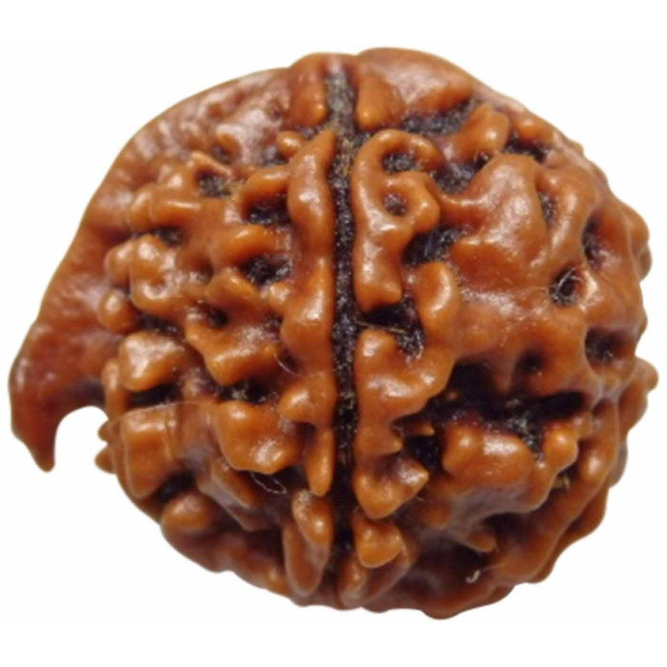 Arihant Gems & Jewels Brown 6 Mukhi Ganesh Ji Nepali Rudraksha | Natural & Certified | Astrological Rudraksha | Positive Effect | Unisex Both for Men & Women