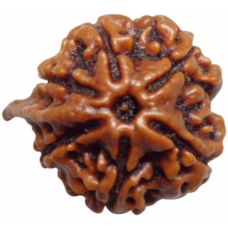 Arihant Gems & Jewels Brown 6 Mukhi Ganesh Ji Nepali Rudraksha | Natural & Certified | Astrological Rudraksha | Positive Effect | Unisex Both for Men & Women
