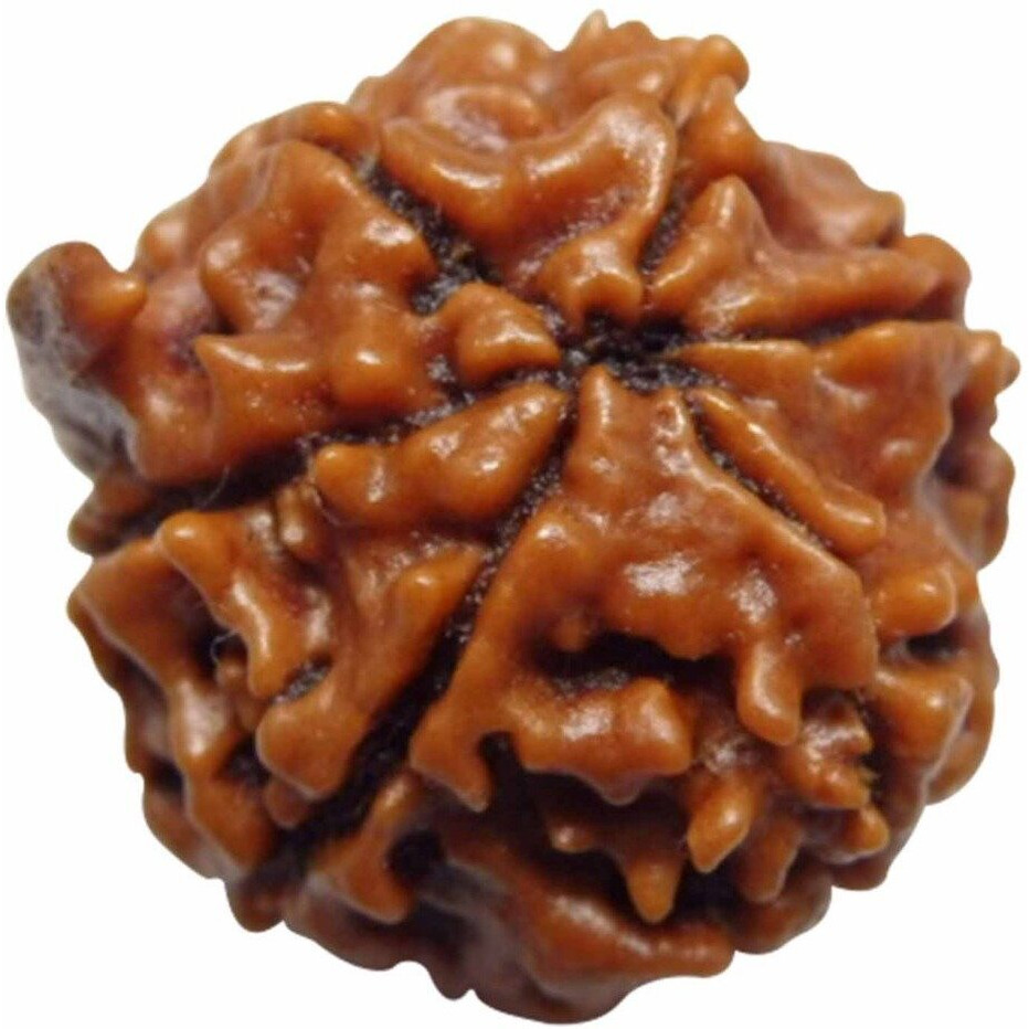 Arihant Gems & Jewels Brown 6 Mukhi Ganesh Ji Nepali Rudraksha | Natural & Certified | Astrological Rudraksha | Positive Effect | Unisex Both for Men & Women