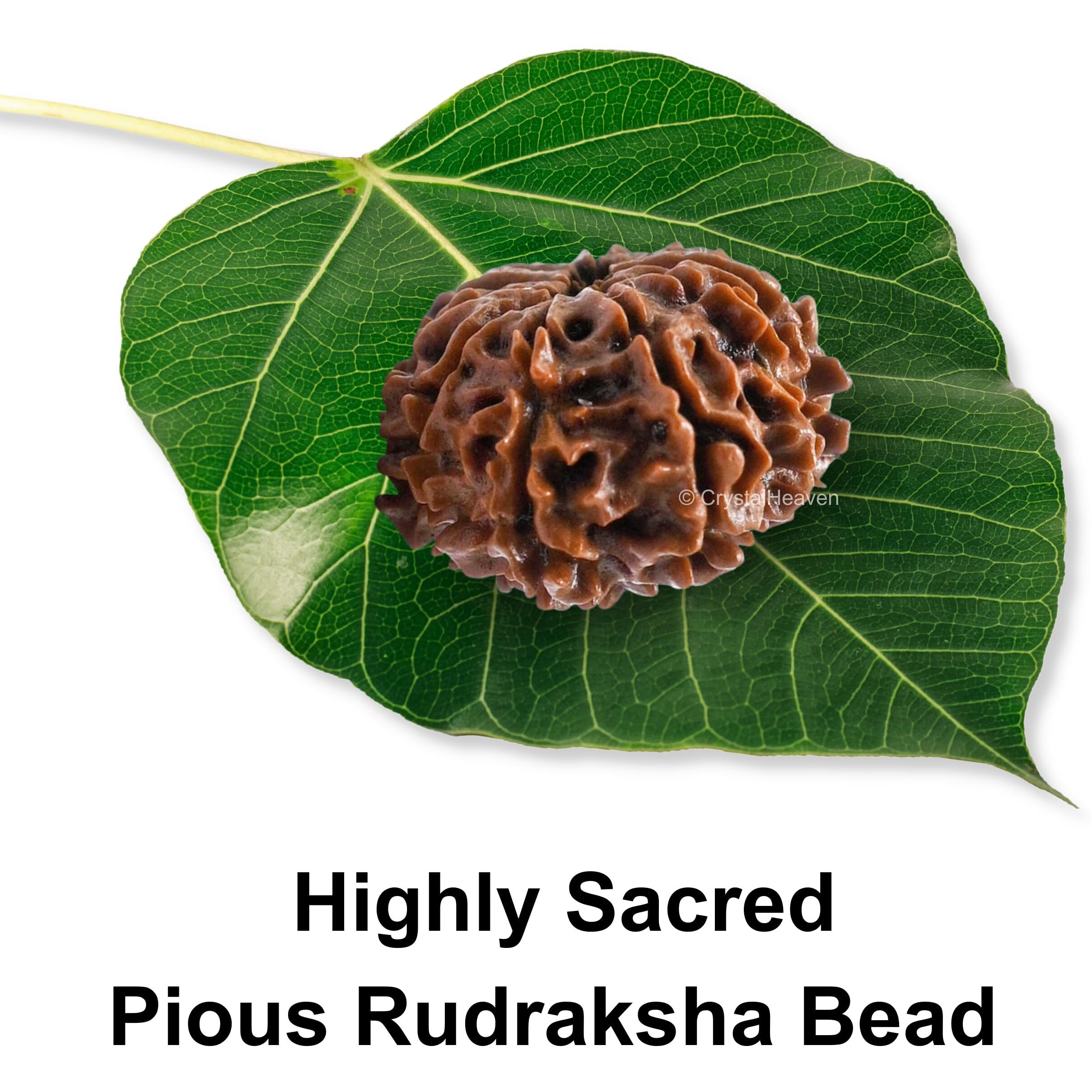 12 Mukhi Rudraksha Original Certified Bead - Natural Nepali 12 Mukhi Rudraks for Meditation and Prayer, Protection, Chakra Balancing, Spiritual Growth and DIY Pooja Supplies