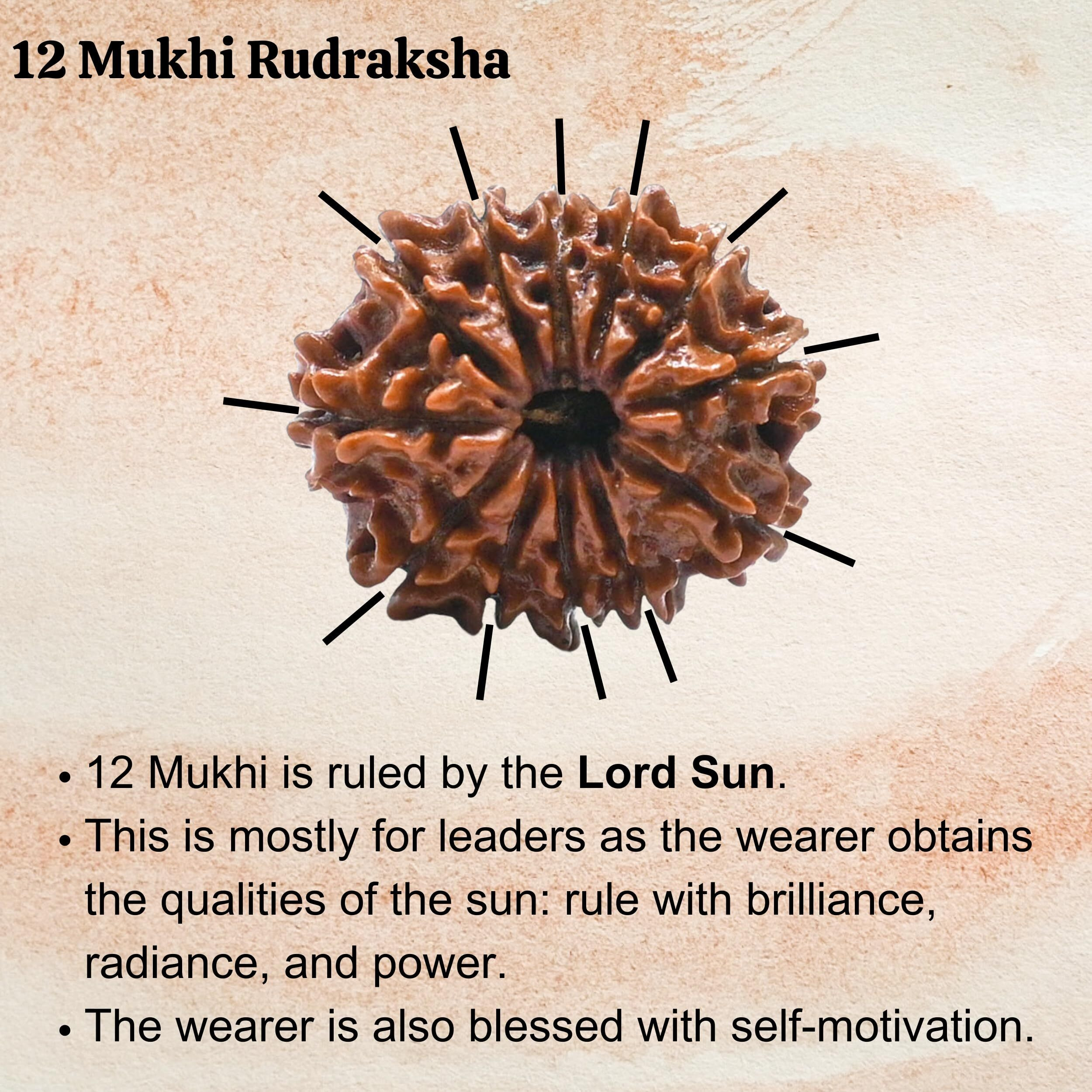 12 Mukhi Rudraksha Original Certified Bead - Natural Nepali 12 Mukhi Rudraks for Meditation and Prayer, Protection, Chakra Balancing, Spiritual Growth and DIY Pooja Supplies