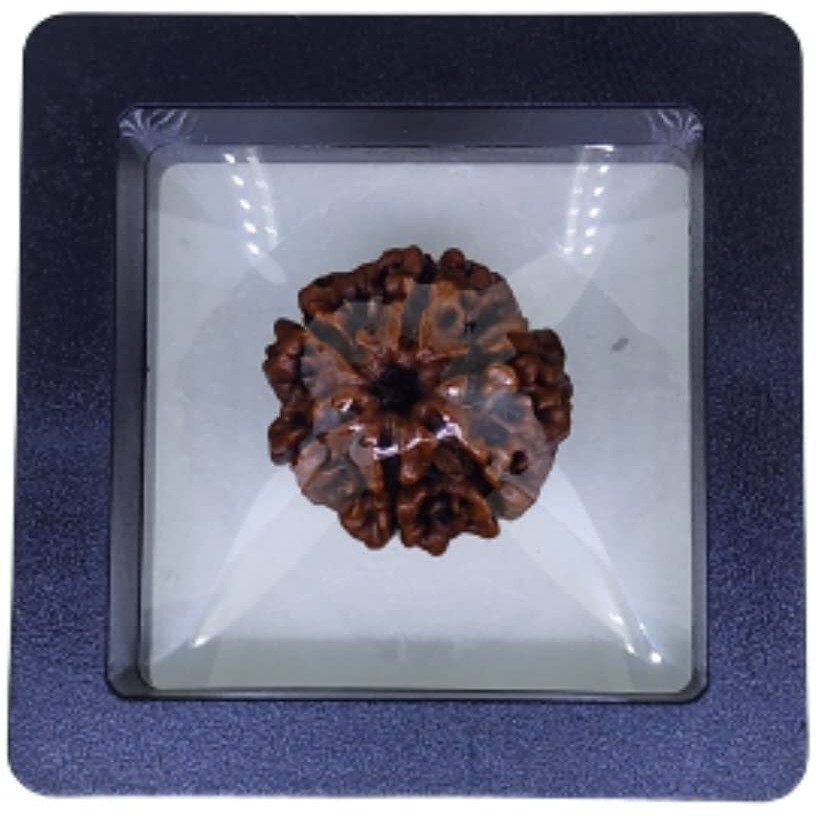 PUSHKARA NATURAL 6 MUKHI RUDRAKSHA CERTIFIED - NEPAL | BROWN | PJTL6M01