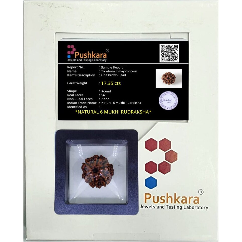 PUSHKARA NATURAL 6 MUKHI RUDRAKSHA CERTIFIED - NEPAL | BROWN | PJTL6M01