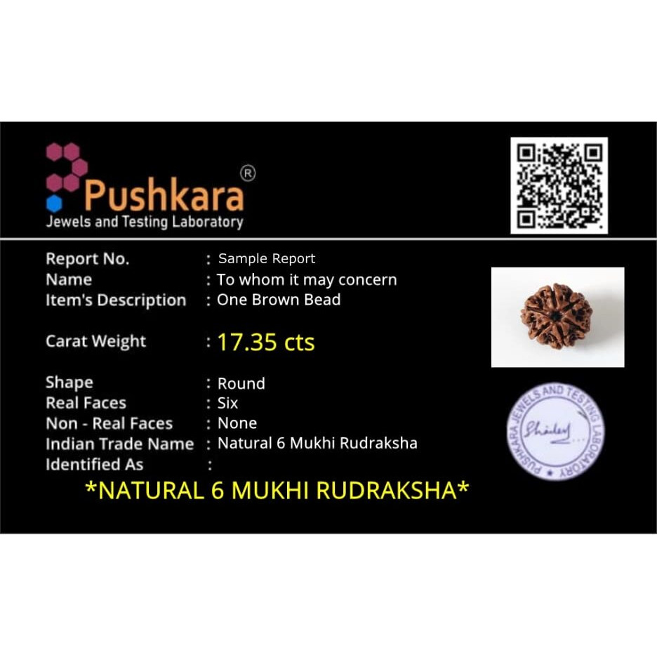 PUSHKARA NATURAL 6 MUKHI RUDRAKSHA CERTIFIED - NEPAL | BROWN | PJTL6M01