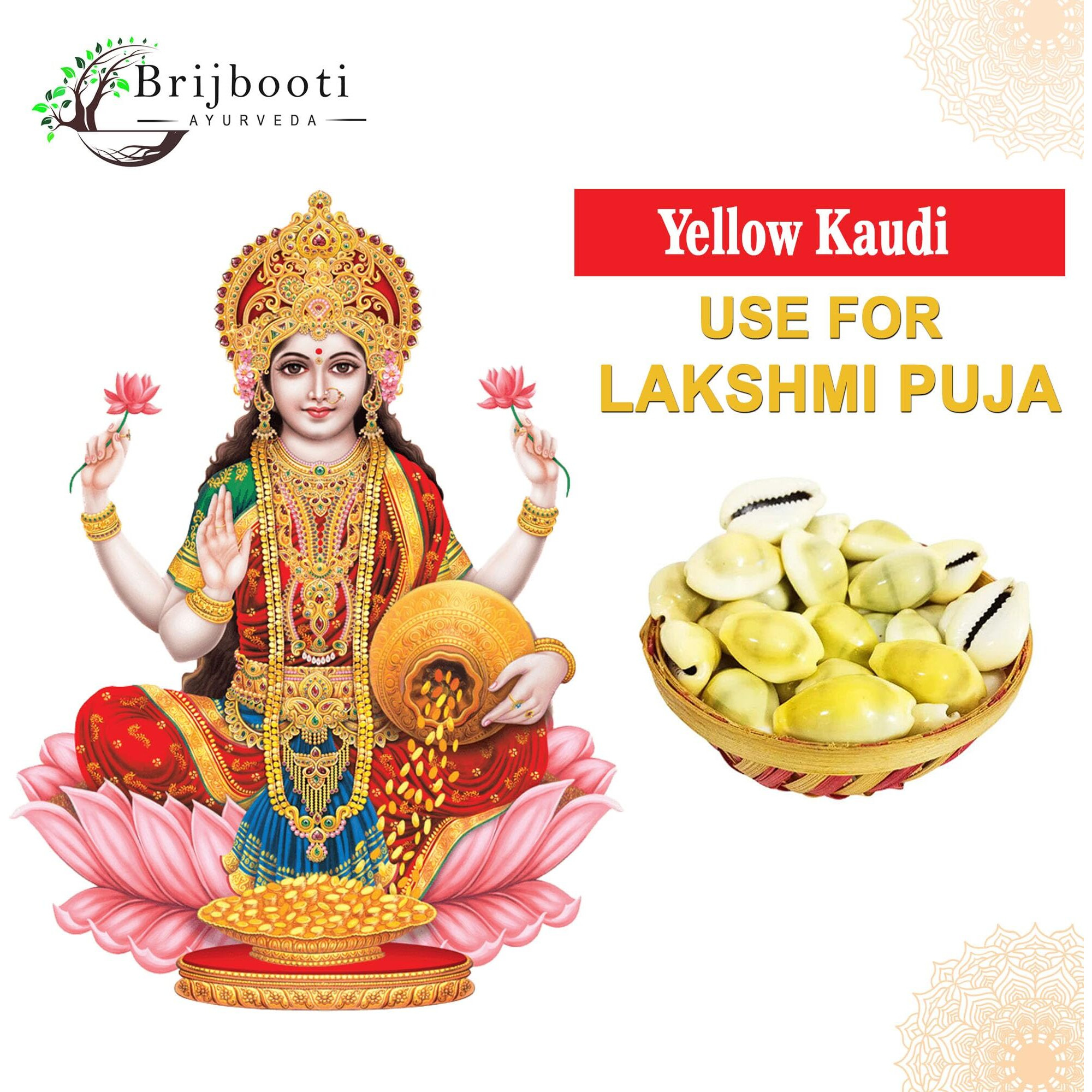 BrijBooti Natural Pili Kaudi - Yellow Kaudi - Yellow Kawri - Kodi - Peeli Cowrie - Laxmi and Diwali Puja Article (11 Pieces)