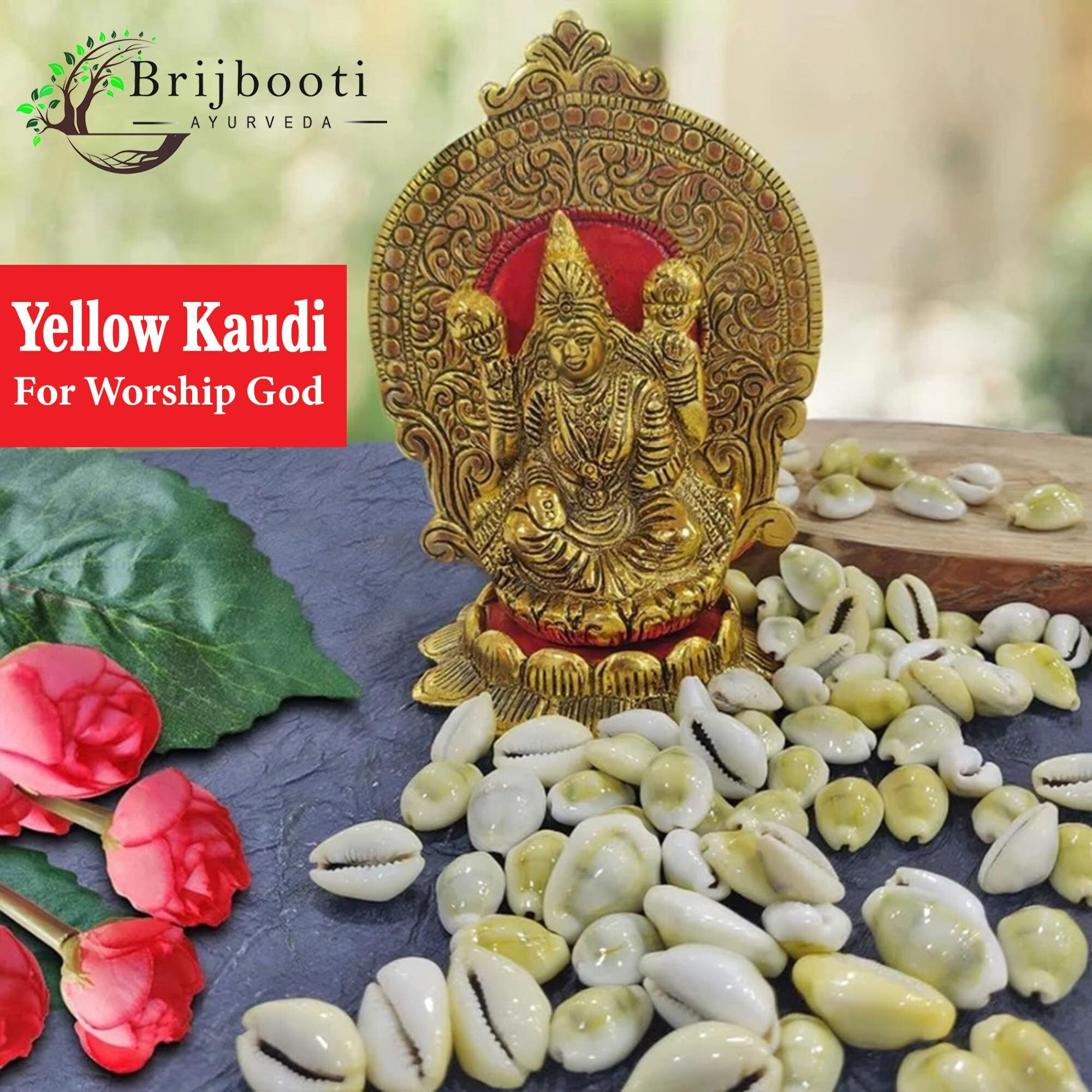 BrijBooti Natural Pili Kaudi - Yellow Kaudi - Yellow Kawri - Kodi - Peeli Cowrie - Laxmi and Diwali Puja Article (11 Pieces)