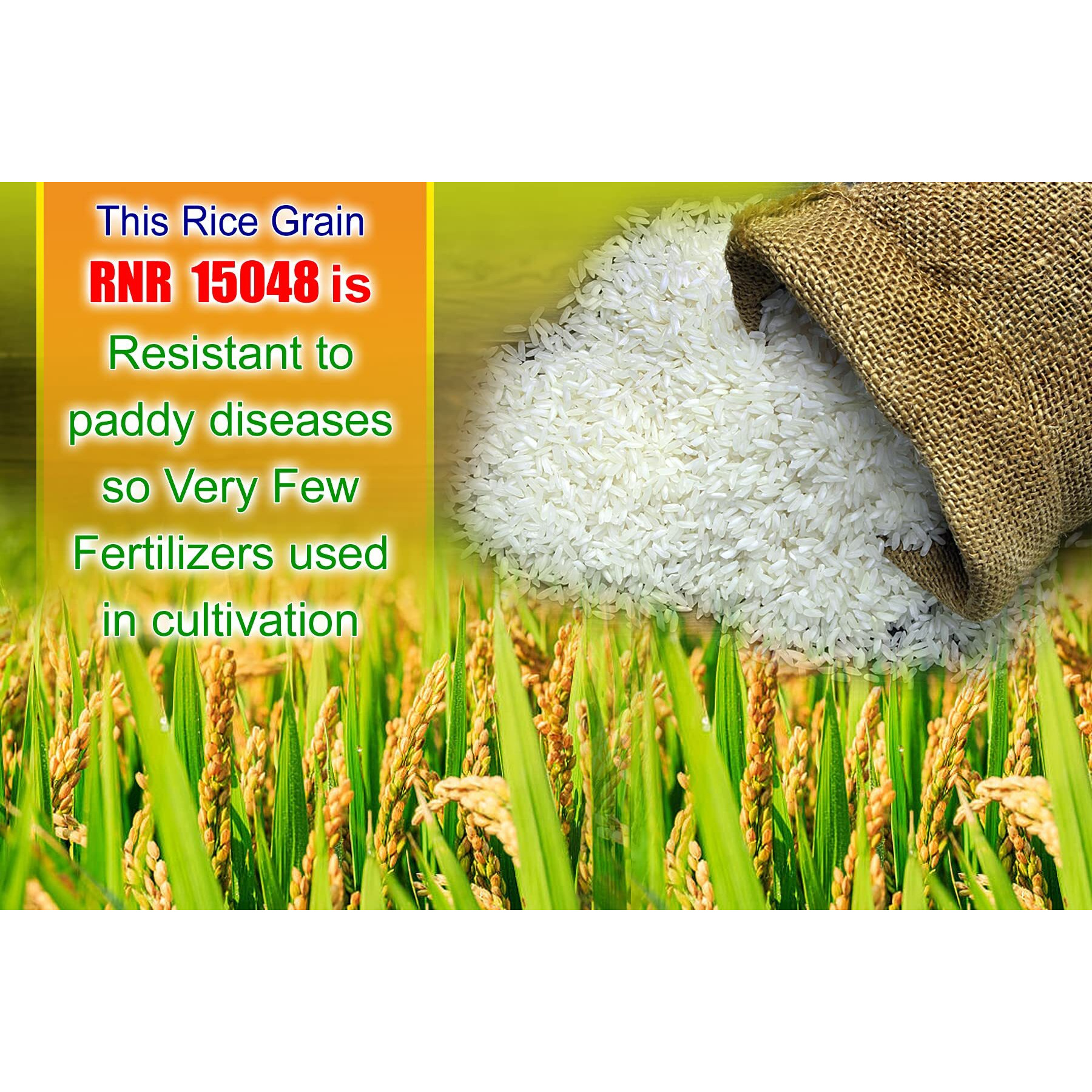 THINK3 Diabetic control White Rice RNR 15048 With low glycemic index (10KG)