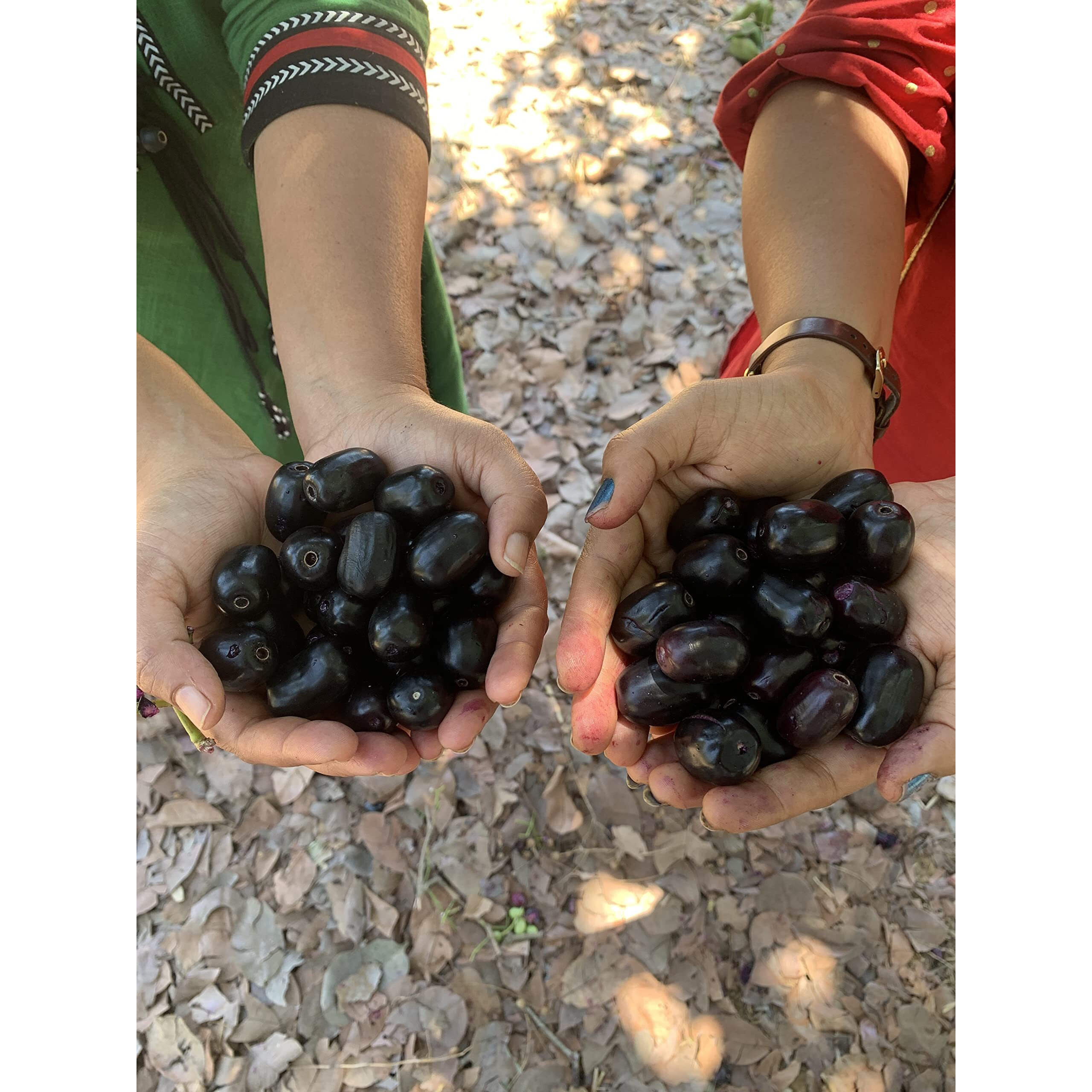 Nutrinat Jamun FruitSquares, Jamun bites, Pure Jamun Fruit, No Added Sugar,100gm (Pack of 5)