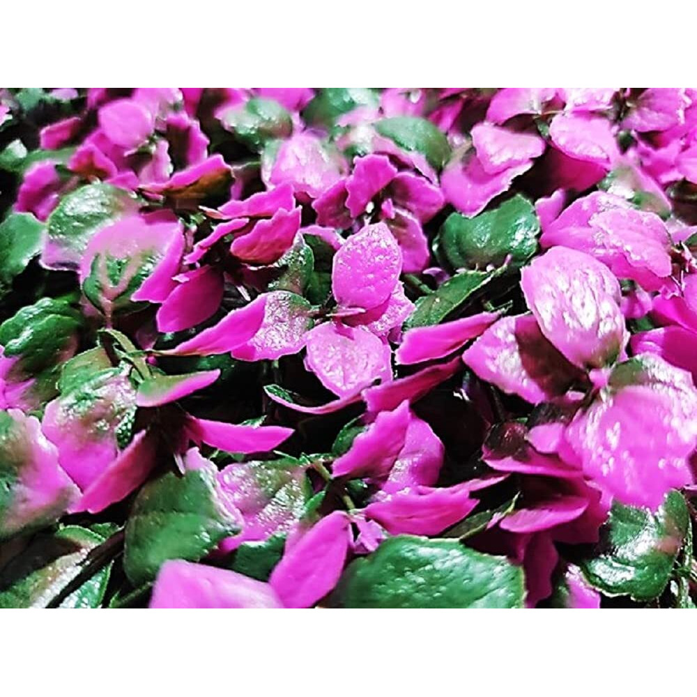 Golden Cart Artificial Wall Grass For Home Decoration (7 Pcs) I Grass Mat For Wall I Vertical Garden Artificial Plants (Purplish Pink, 50Cm X 50Cm X 8Cm, Pack Of 7)