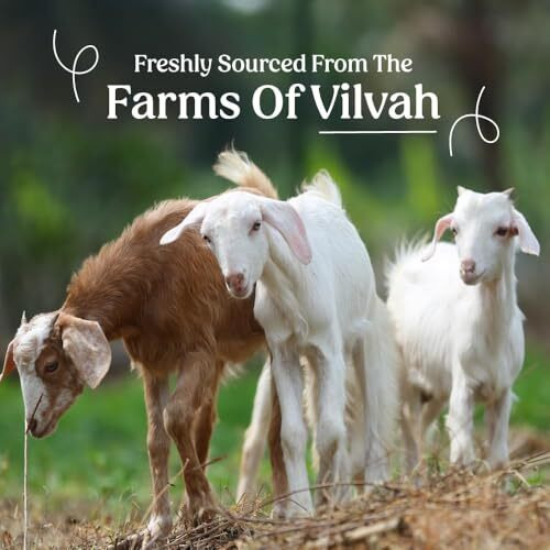 Vilvah Store Goat Milk Shampoo, For Dry & Frizzy Hair With Pea Protein And Goat Milk, Strong & Shiny Hair, No Sulfates, No Paraben, Shampoo For Men And Women (200 Ml (Pack Of 1))