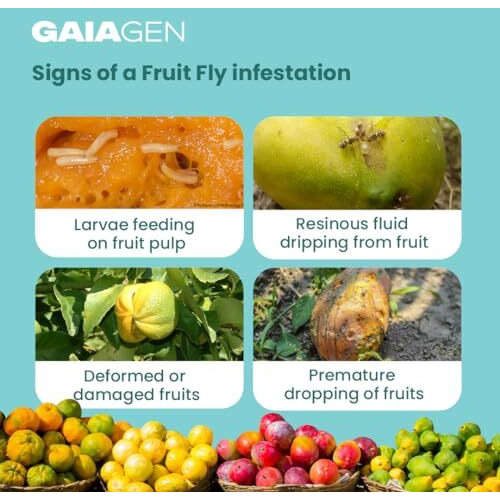 Gaiagen Bador Lure | Pheromone Lure For Fruit Fly (Bactrocera Dorsalis) | Pack Of 10 | (Does Not Include Traps).