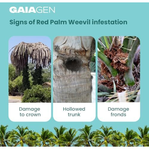 Gaiagen Rpw Lure Combo Pack - Pheromone Lure For Red Palm Weevil (Rhynchophorus Ferrugineus) & Coco Trapp | Includes - 5 Rpw Lures & 5 Traps